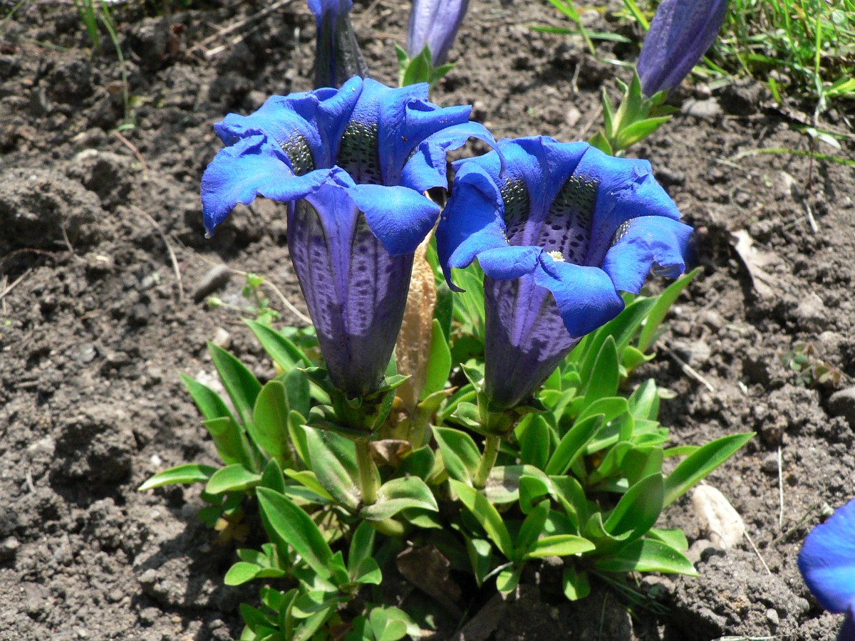 Gentiana Acaulis Stemless Gentian